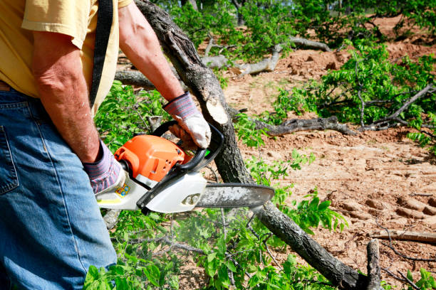 Best Commercial Tree Services  in Ninety Six, SC